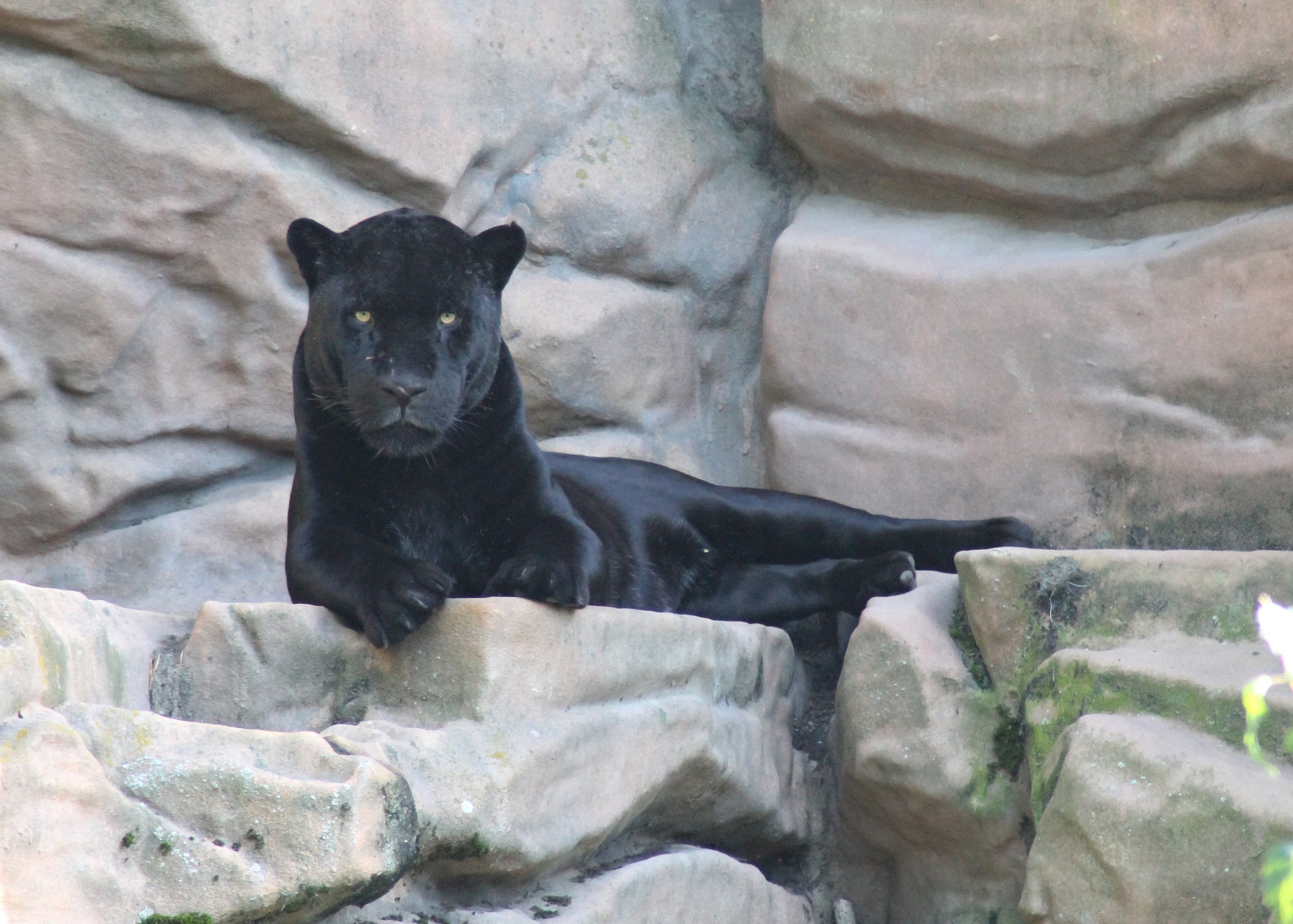 Black Jaguar (Panthera onca)