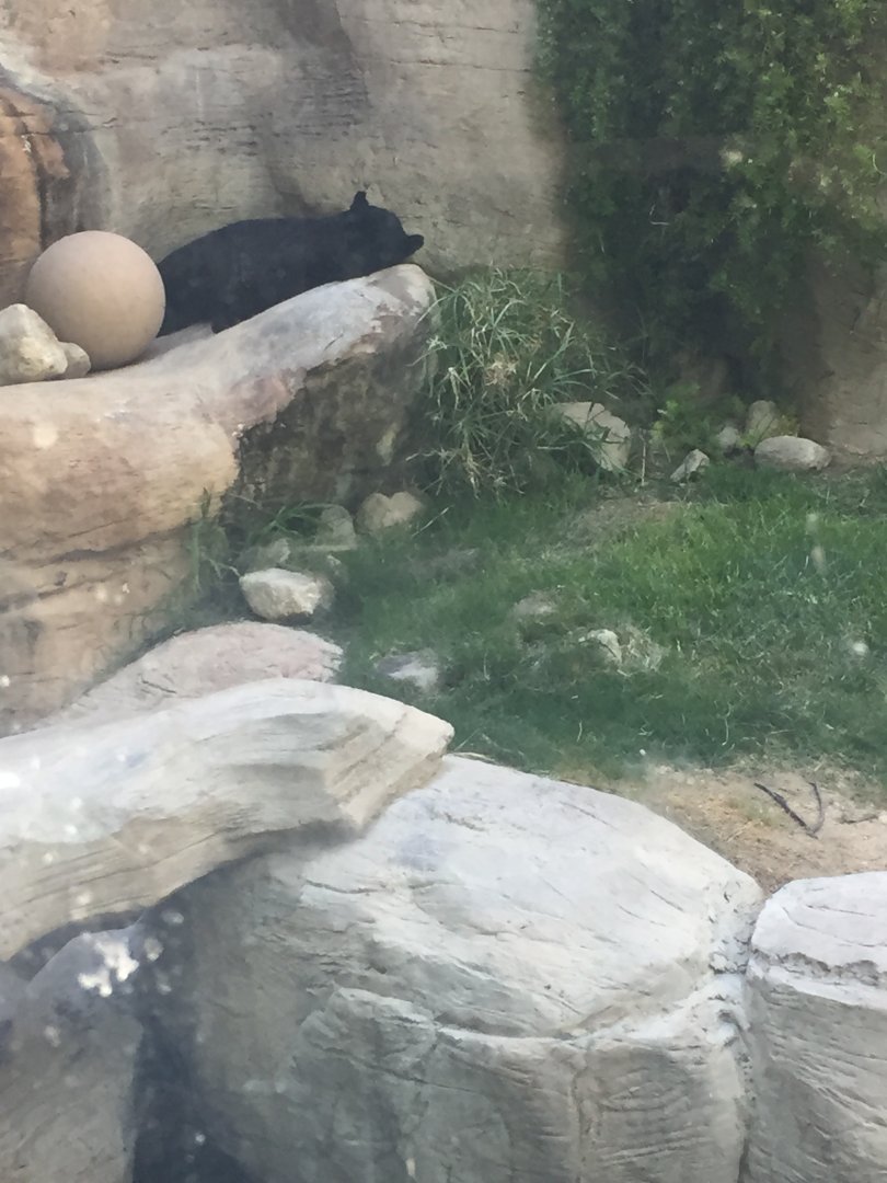 Black jaguar resting 6-30-2018
