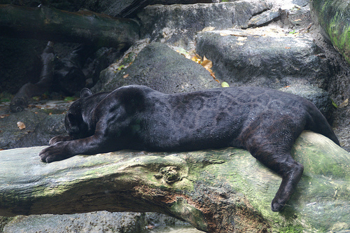 Black Jaguar, Singapore Zoo