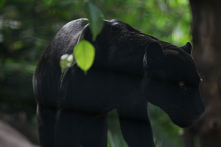 Black Jaguar