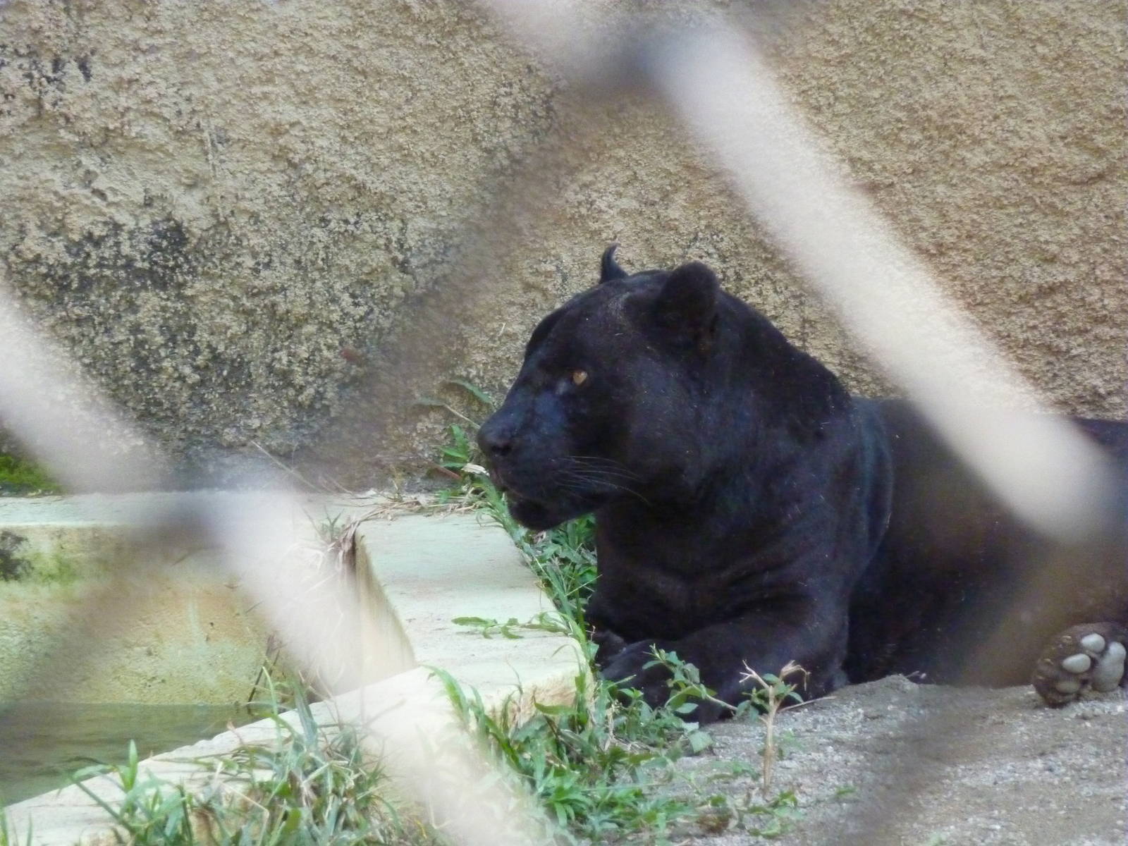 Black jaguar