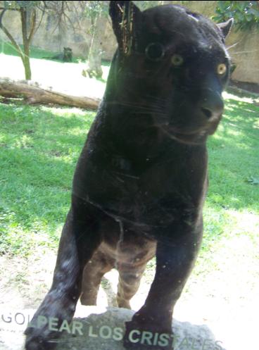 Black Jaguar