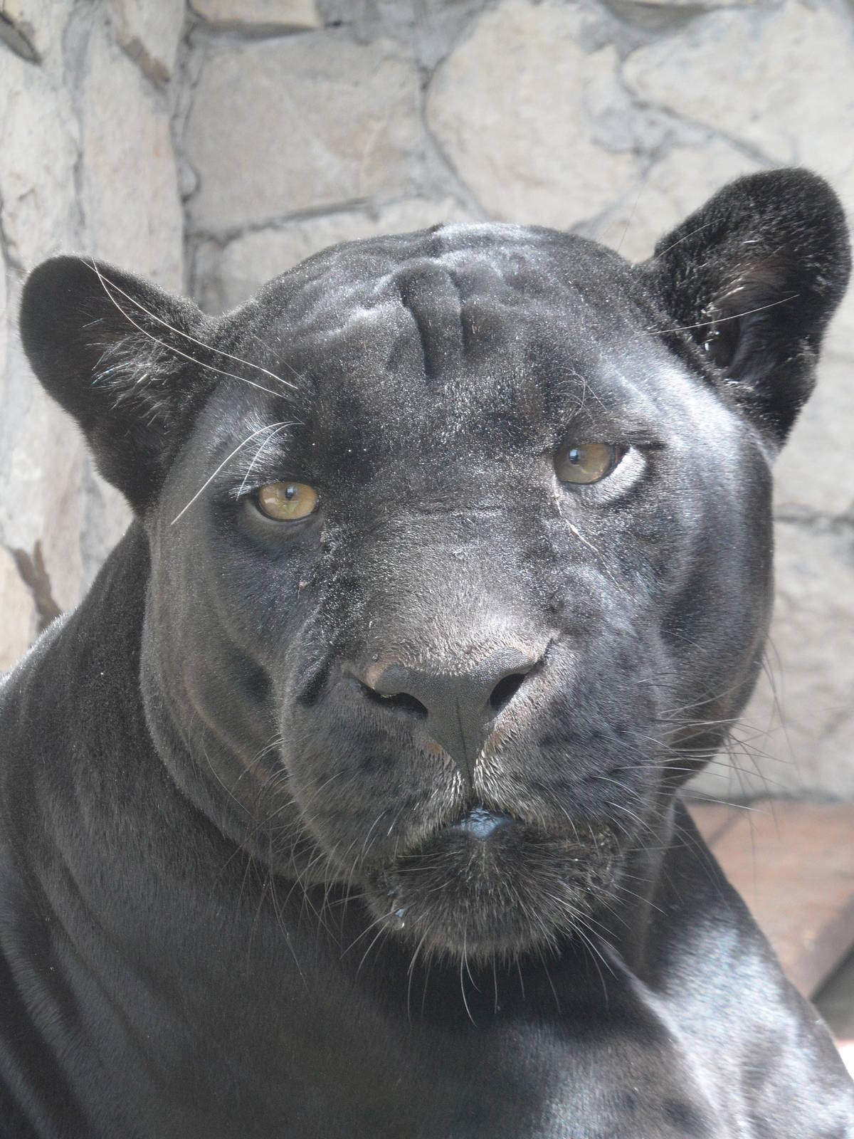 Black jaguar