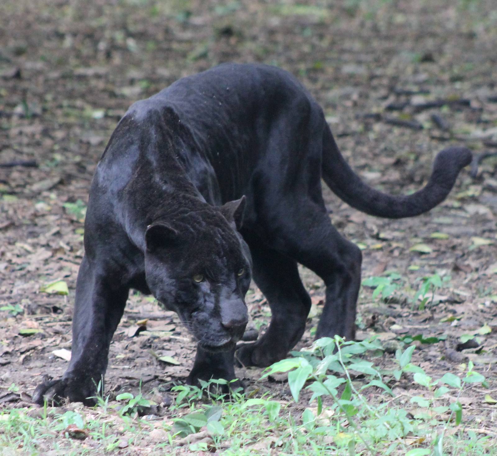 Black jaguar