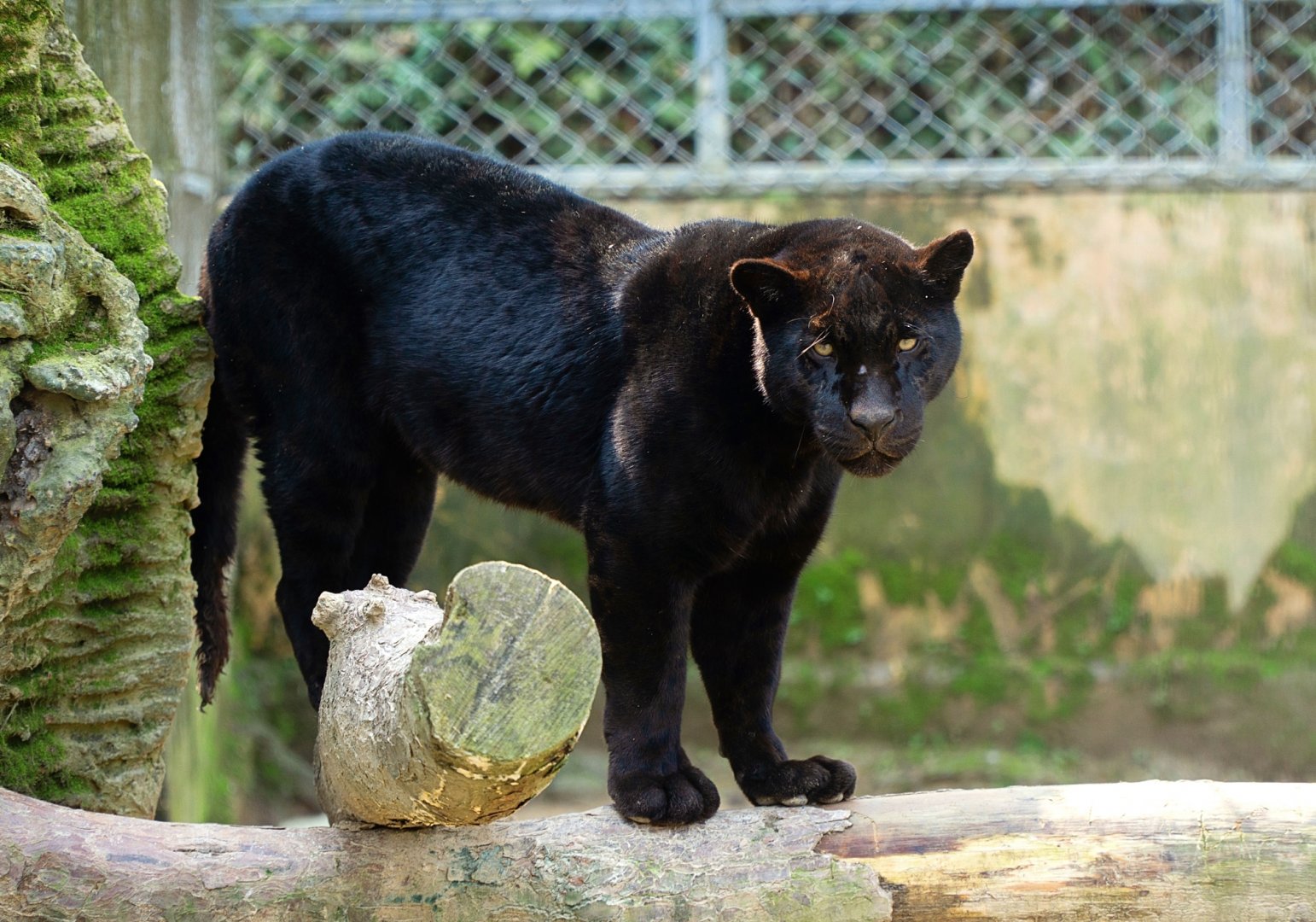 Black jaguar