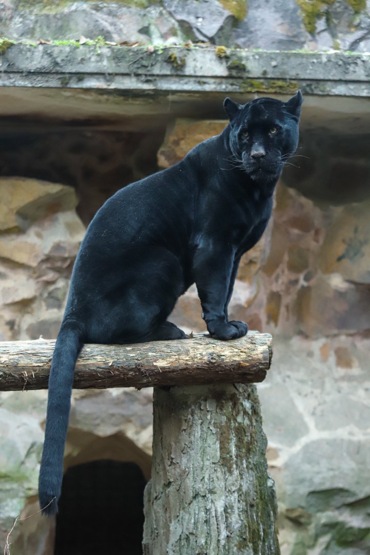 Black Jaguar