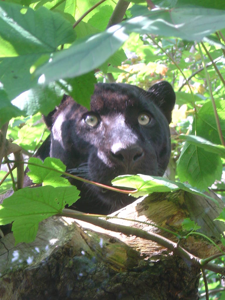 Black Jaguar