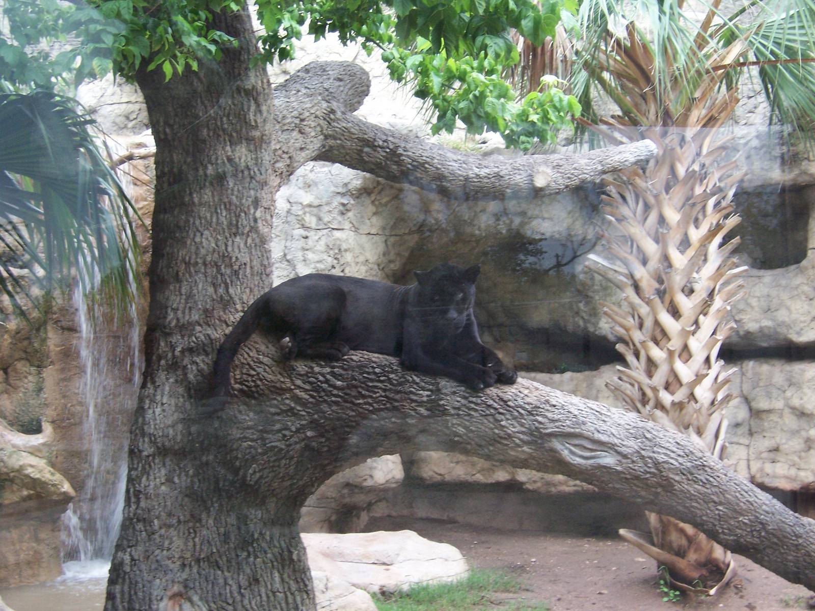Black Jaguar