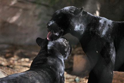 black jaguars grooming