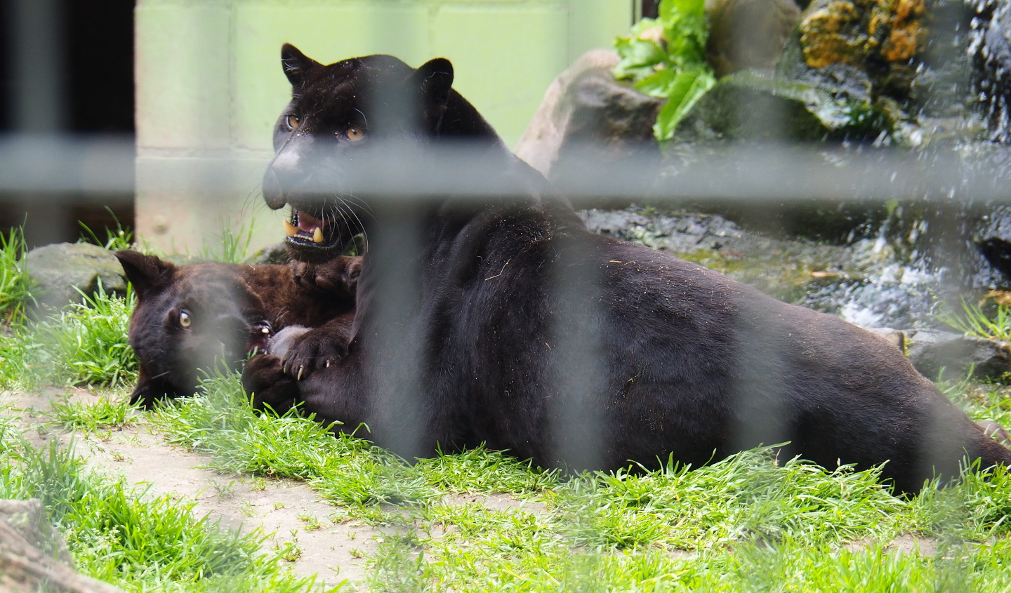 Black Jaguars - Mother and cub (Panthera onca), 2019-05-25