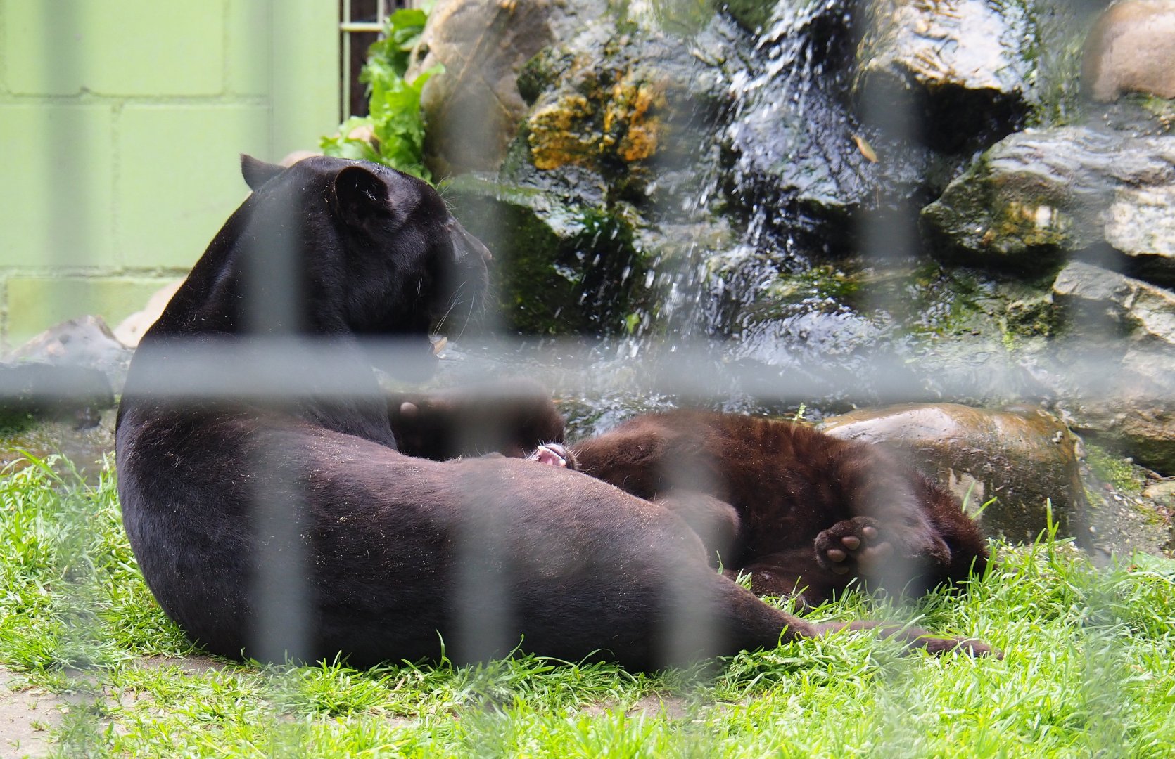 Black Jaguars - Mother and cub (Panthera onca), 2019-05-25