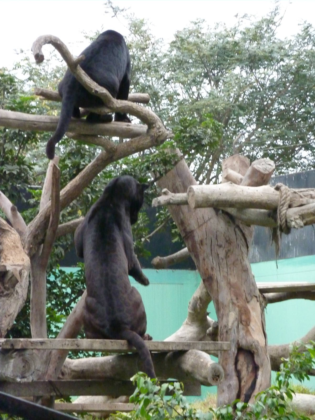 Black jaguars
