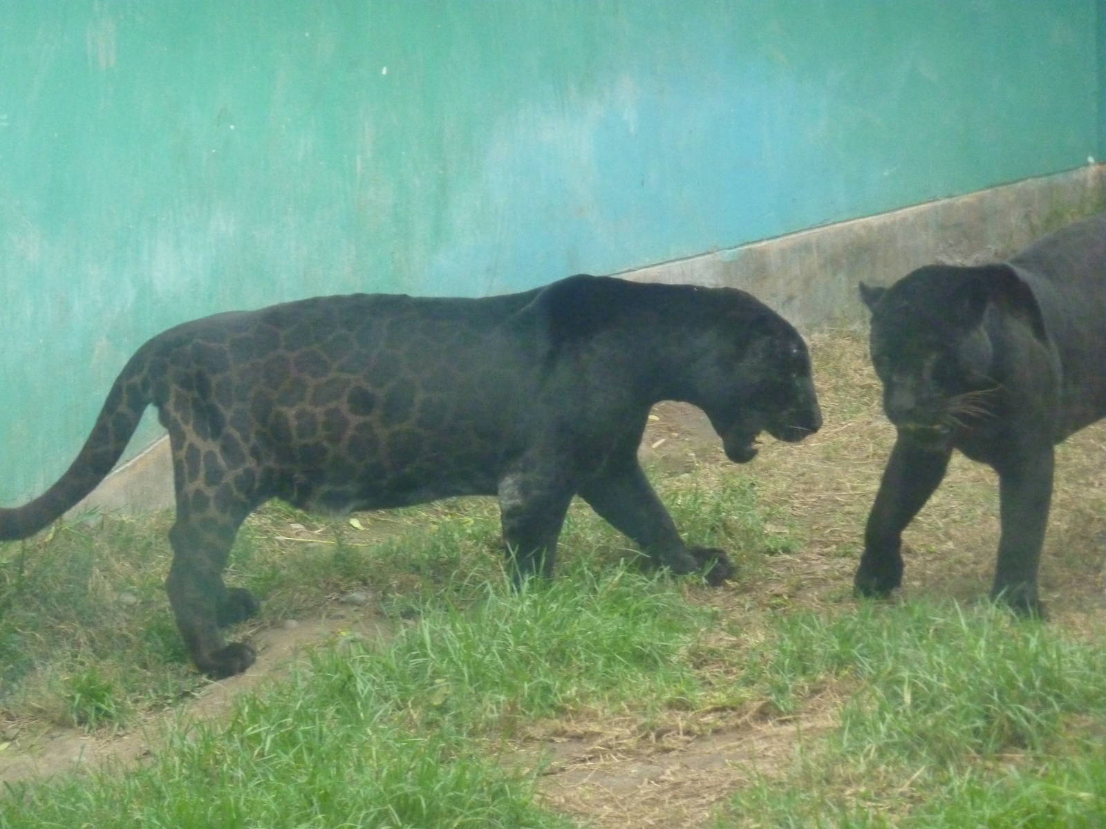 Black jaguars