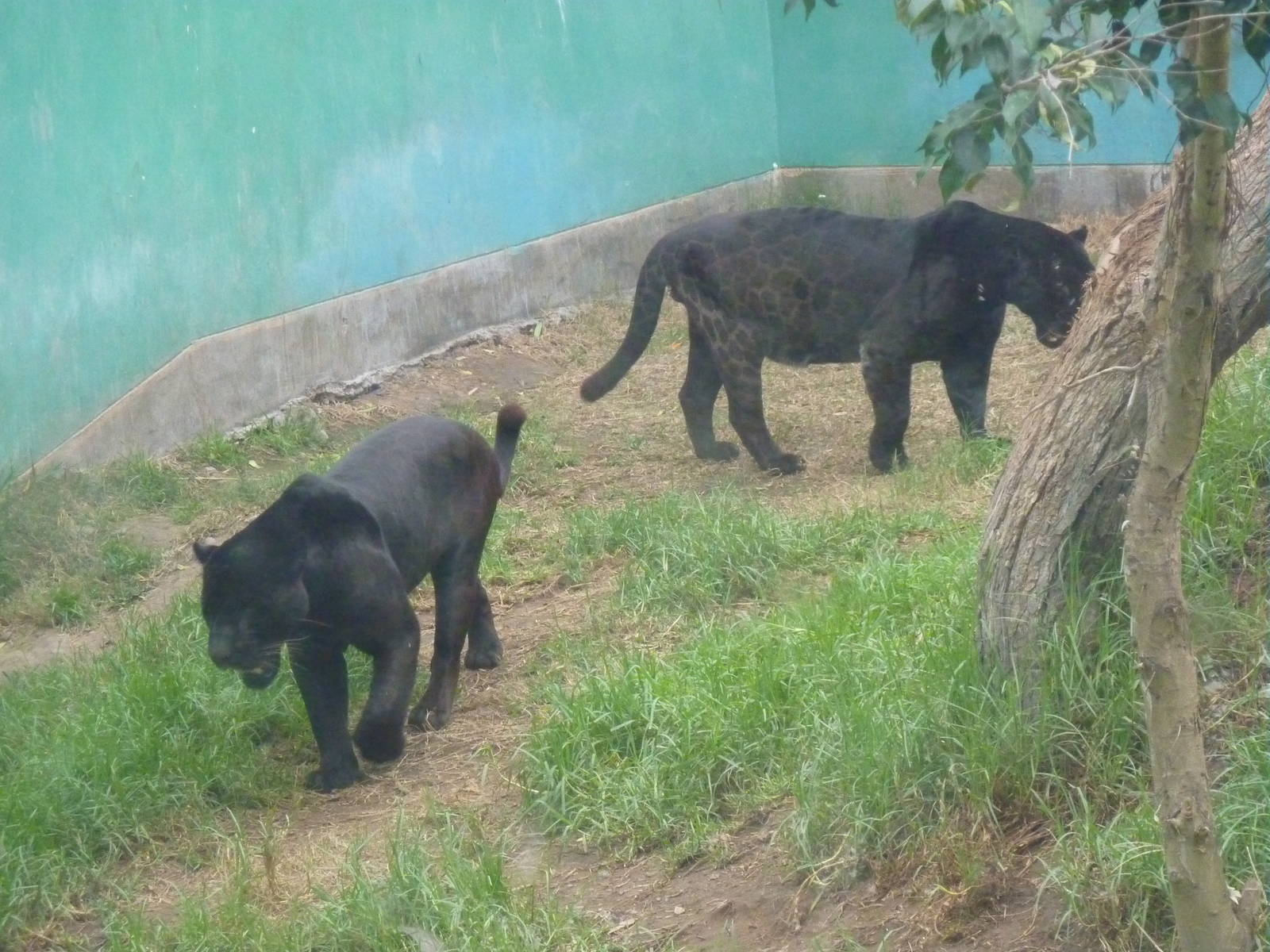 Black jaguars