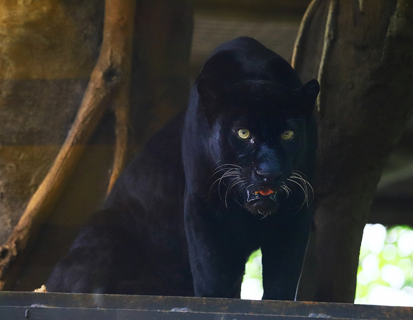 Black Javan leopard