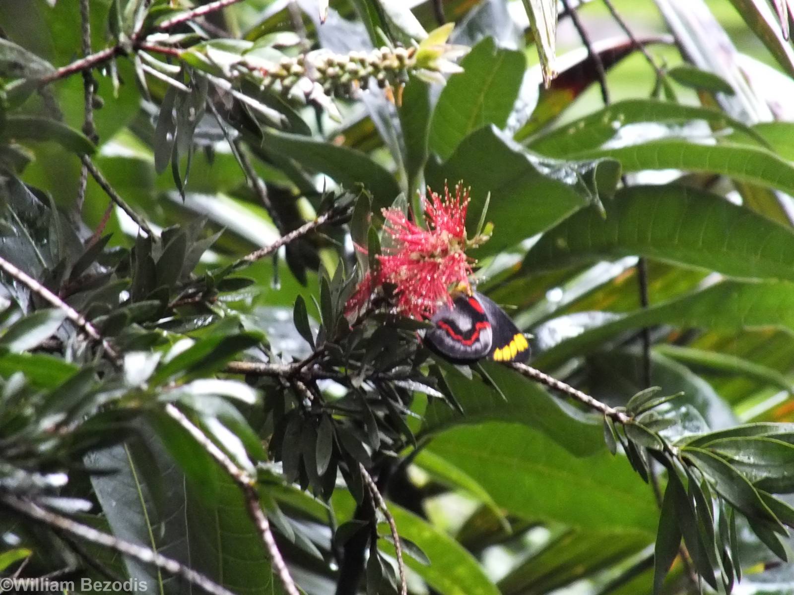 Black Jezebel Butterfly