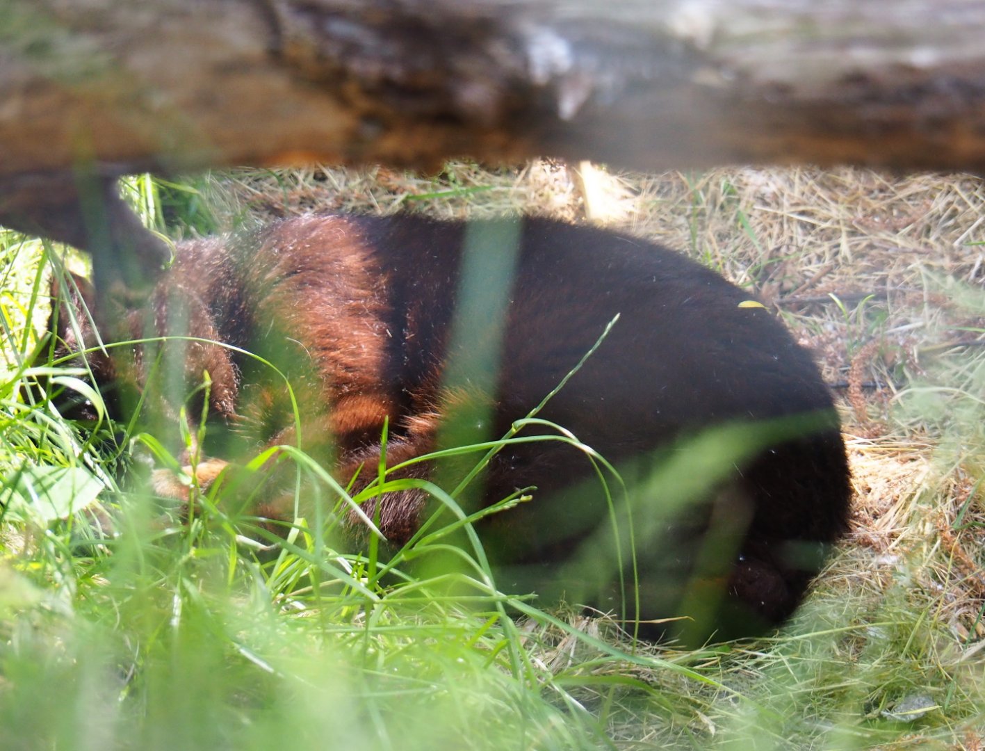 Black jungle cat (Felis chaus) Moos (Deceased July 2019), 2019-06-01