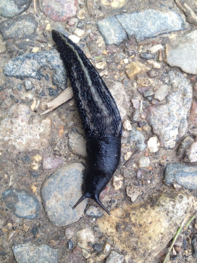 Black keel back slug (Limax cinereoniger)