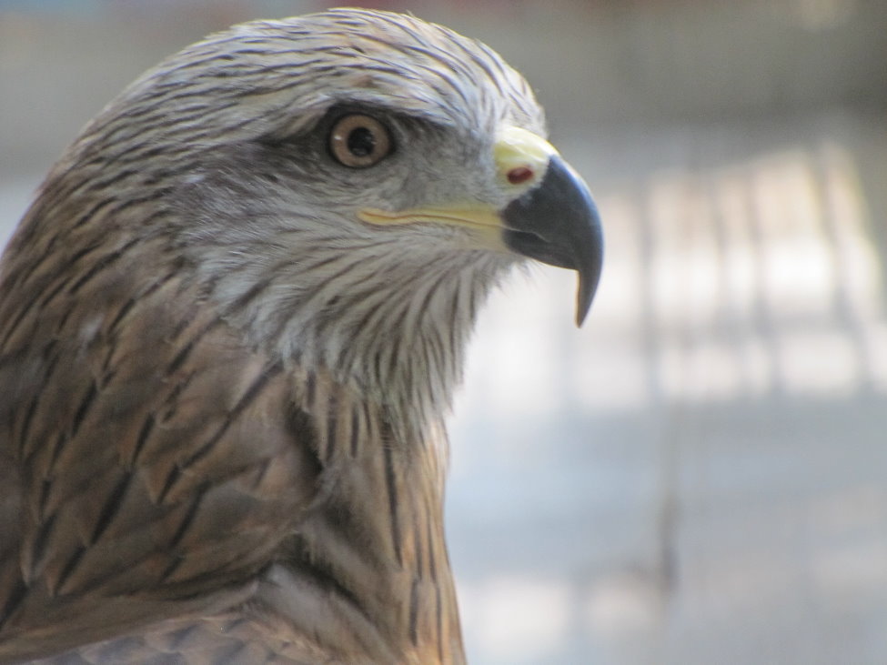 black kit(tehran zoo)