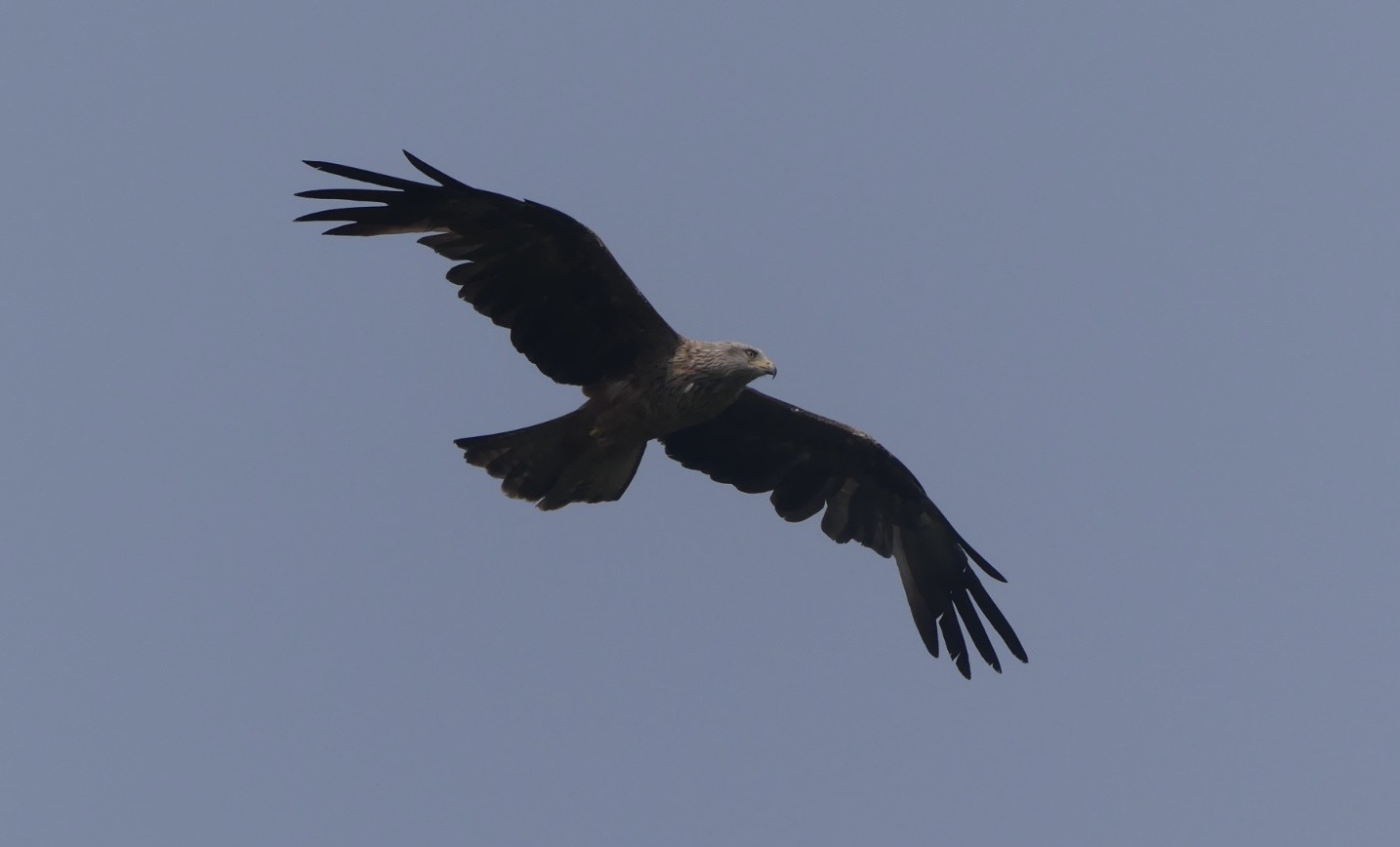 Black Kite - 18.08.24