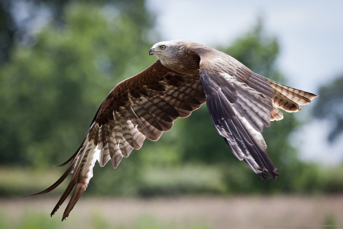 Black Kite - 24/06/2012