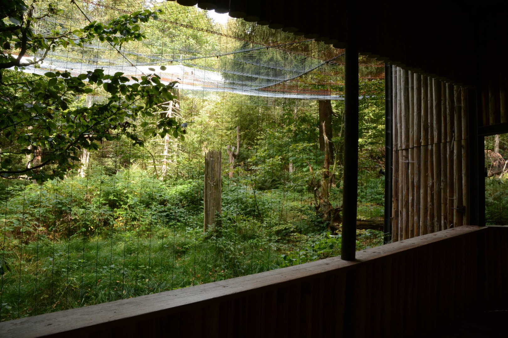 Black kite and honey buzzard aviary