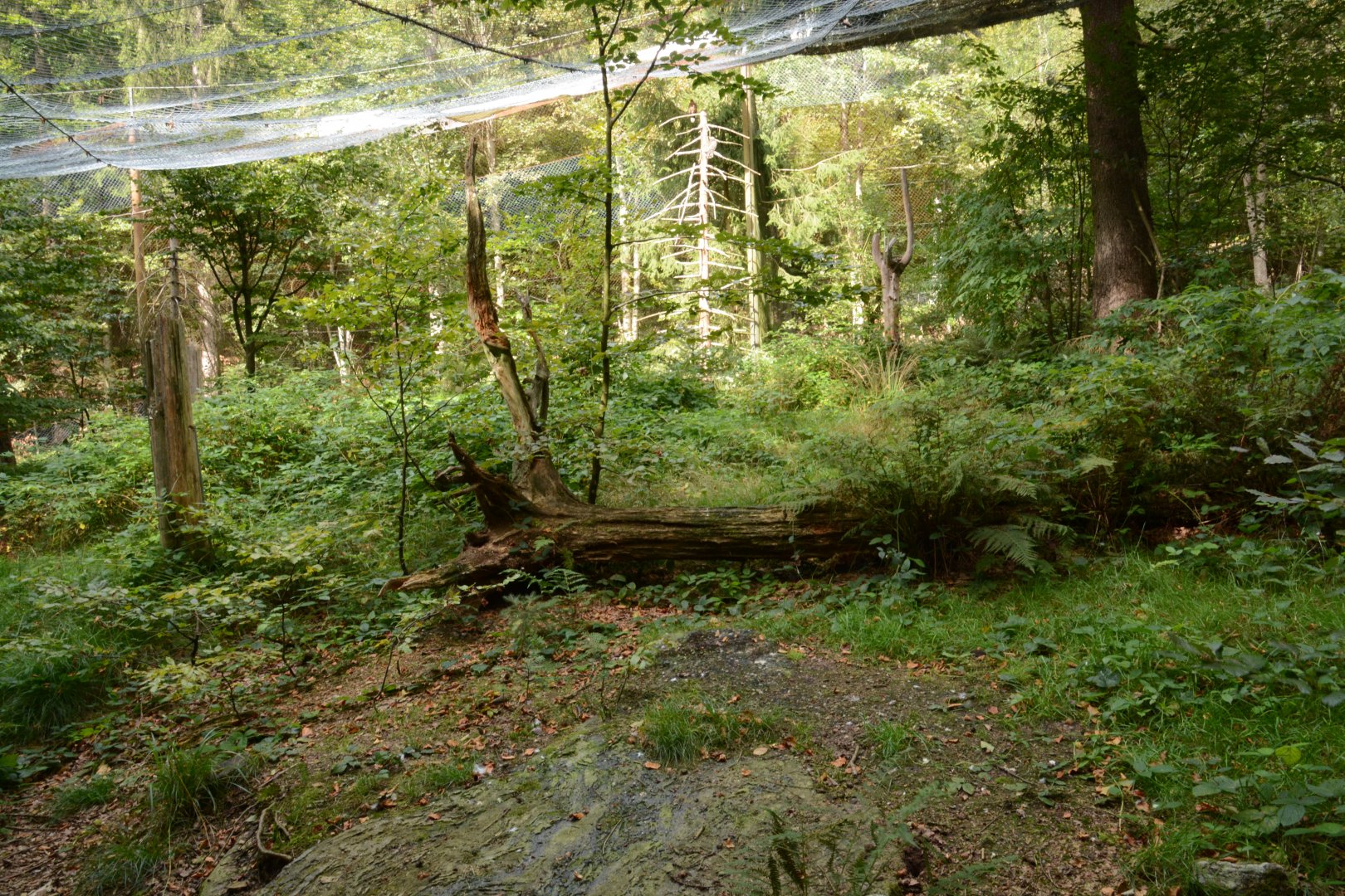 Black kite and honey buzzard aviary