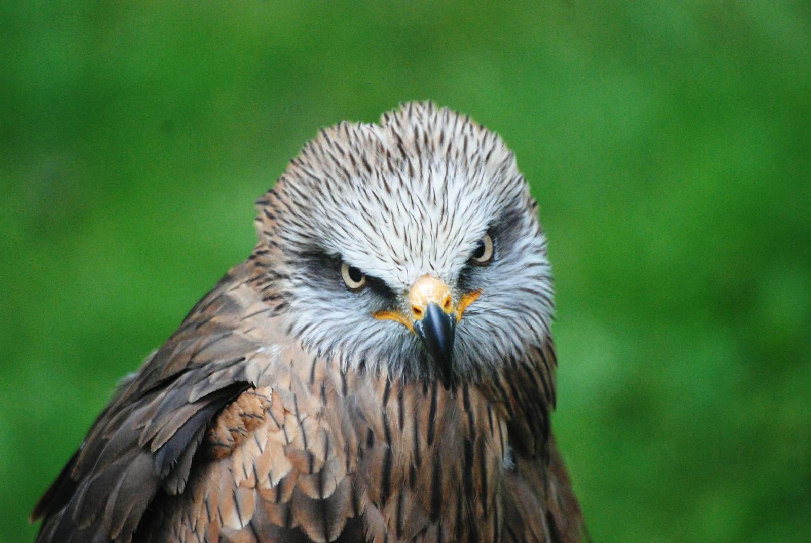 Black Kite at Cabarceno, 11/06/15
