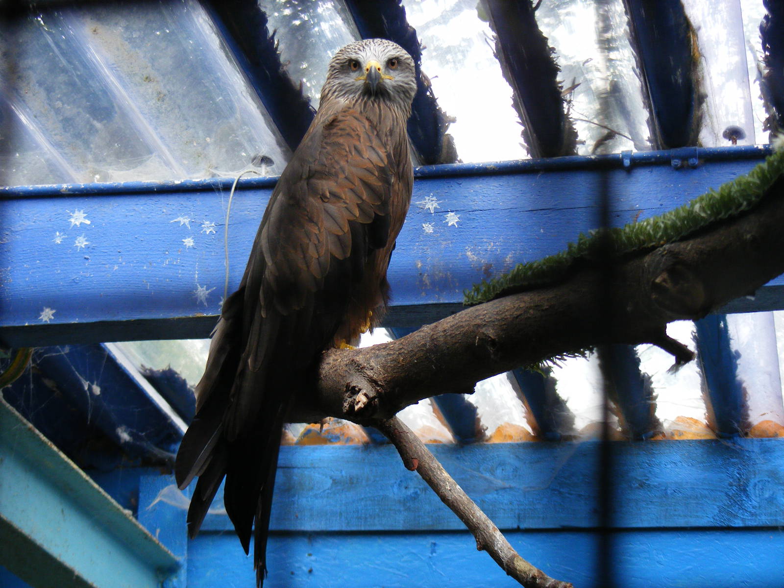Black kite at Eagle Heights, 10 September 2011
