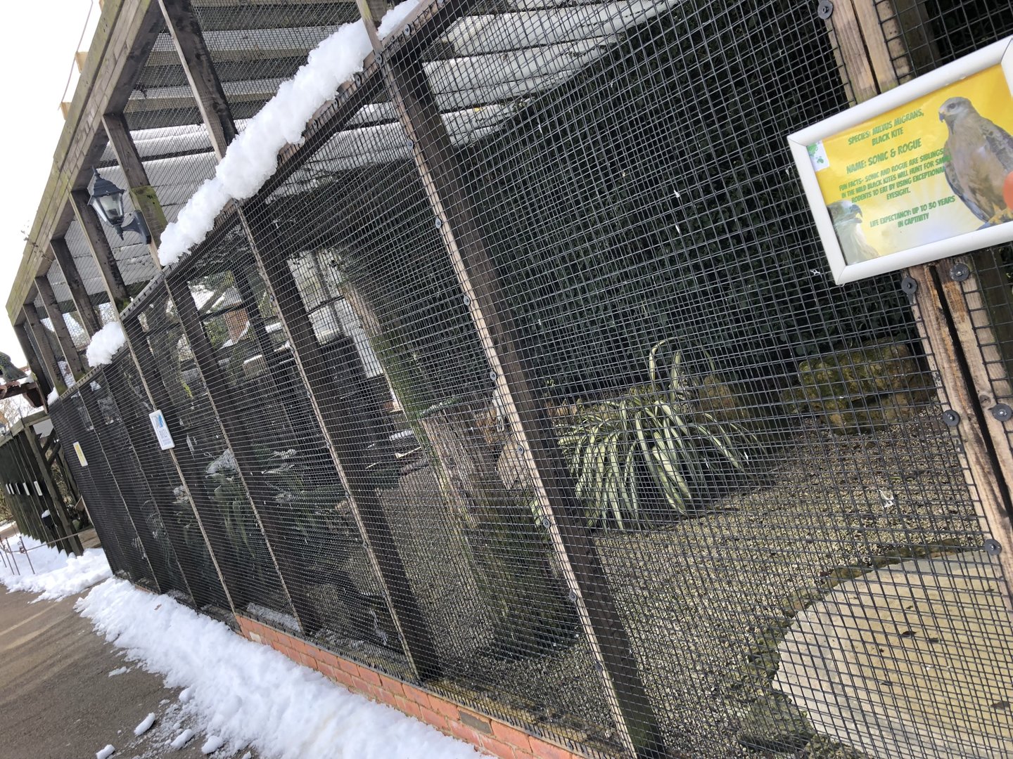 Black Kite Aviary at Tropical Butterfly House (March 2023)