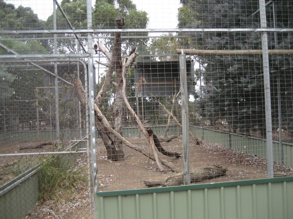 Black Kite aviary