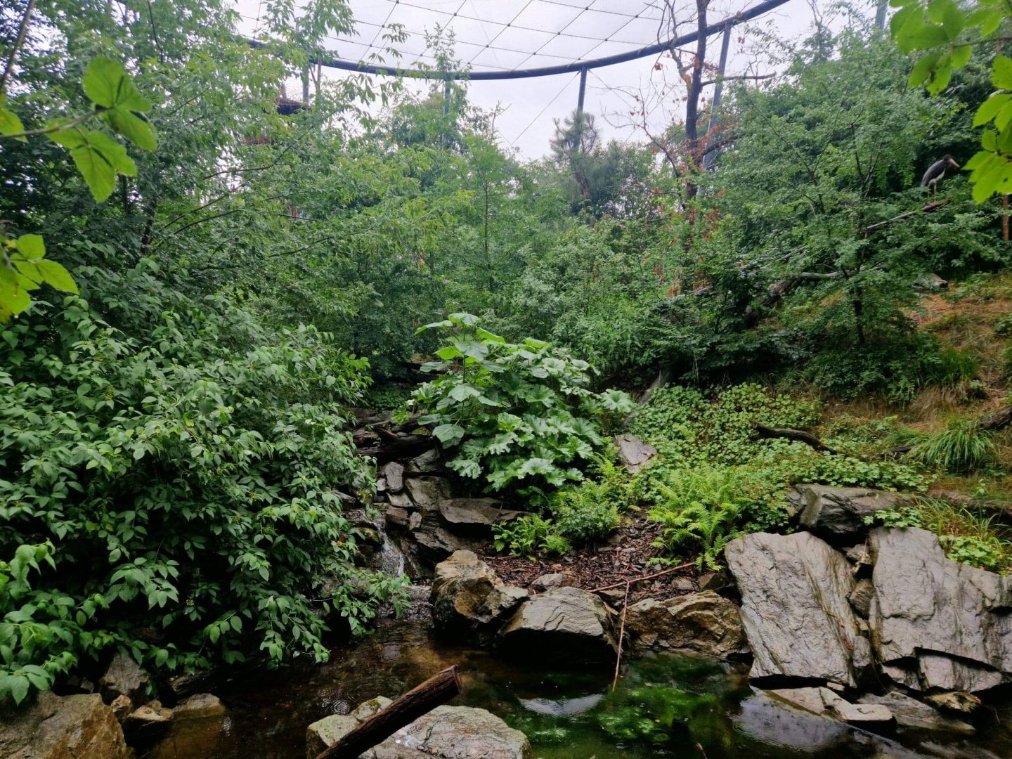 Black Kite/ Black Stork open Aviary