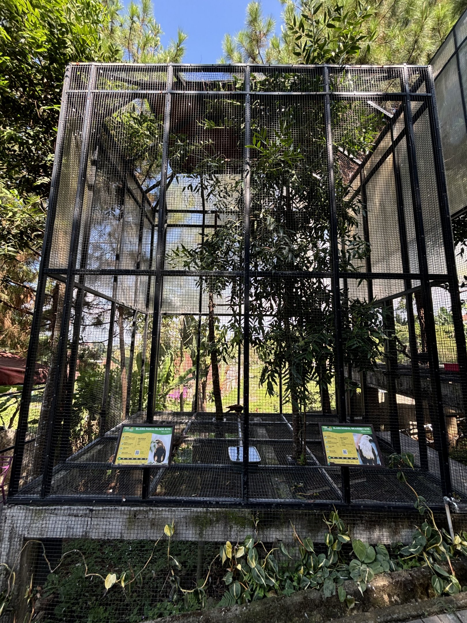 Black Kite + Brahminy Kite Aviary