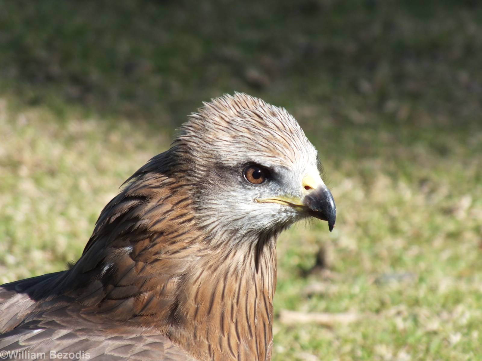 Black Kite Closeup - O'Reilly's Rainforest Retreat Bird-of-prey Show