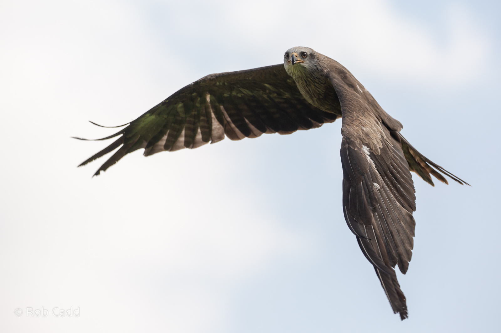 Black kite : Cotswold Falconry Centre : 03 Sep 2021