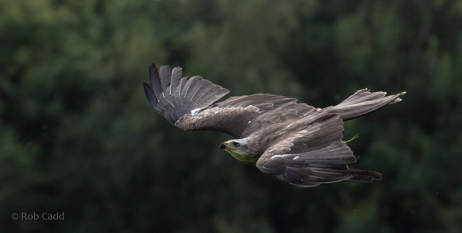Black kite : Cotswold Falconry Centre : 03 Sep 2021