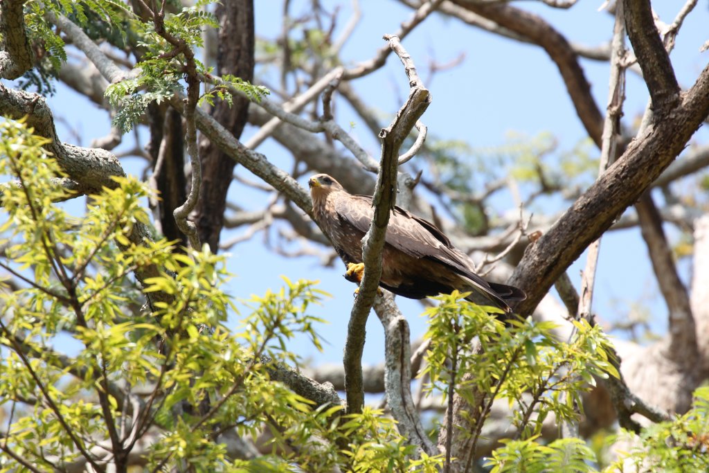 Black Kite eating a weaver - wild bird