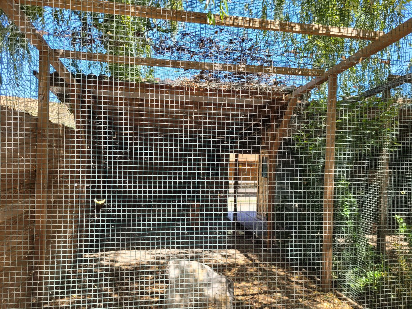 Black kite exhibit -Sendaviva (2024)