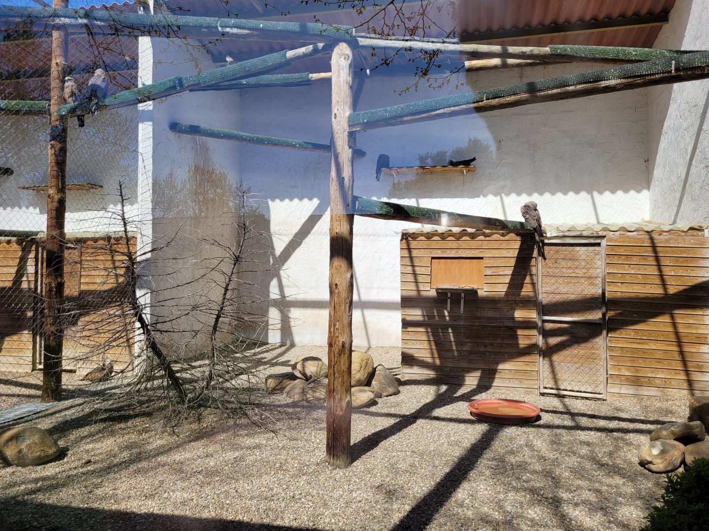 Black kite exhibit -Tierra Rapaz (2024)