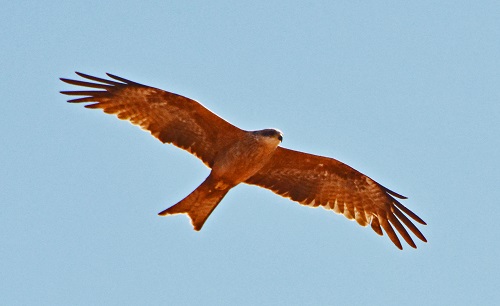 Black kite. (Fork tailed)