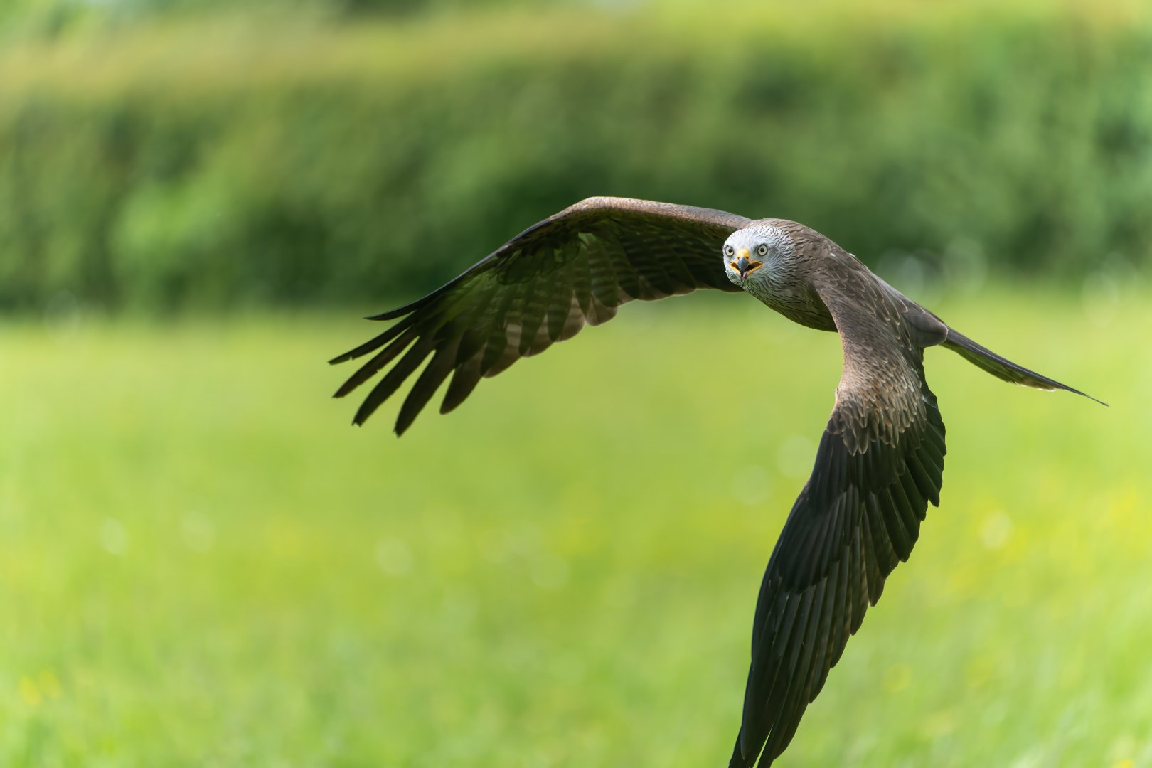 Black kite, Hawk conservancy trust, UK