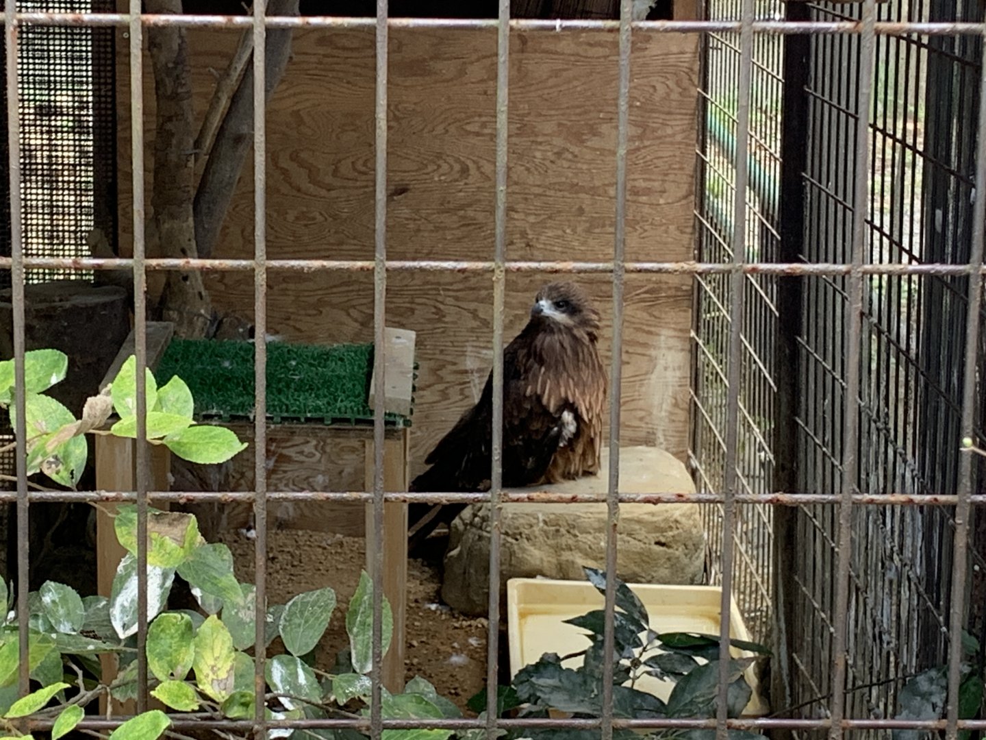 Black Kite (Himeji City Zoo)
