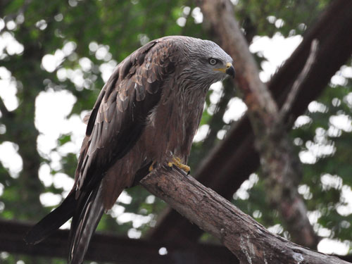 Black Kite in Kishinev Zoo