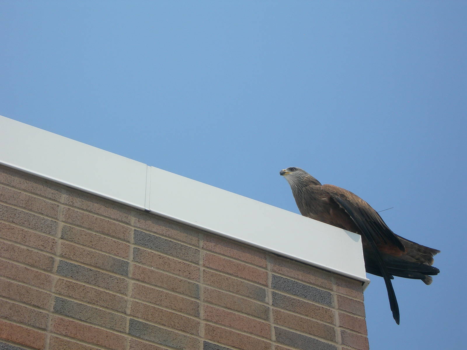 Black Kite in Sky Deck Presentation