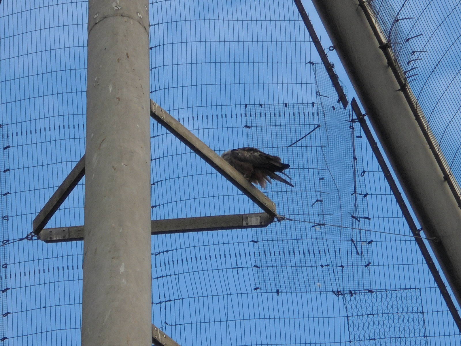 Black Kite in Snowdon 2015