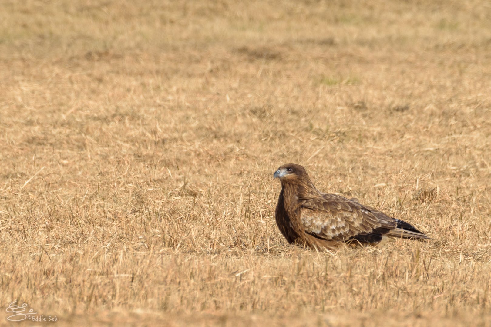 Black Kite - Kasai Rinkai Seasie Park