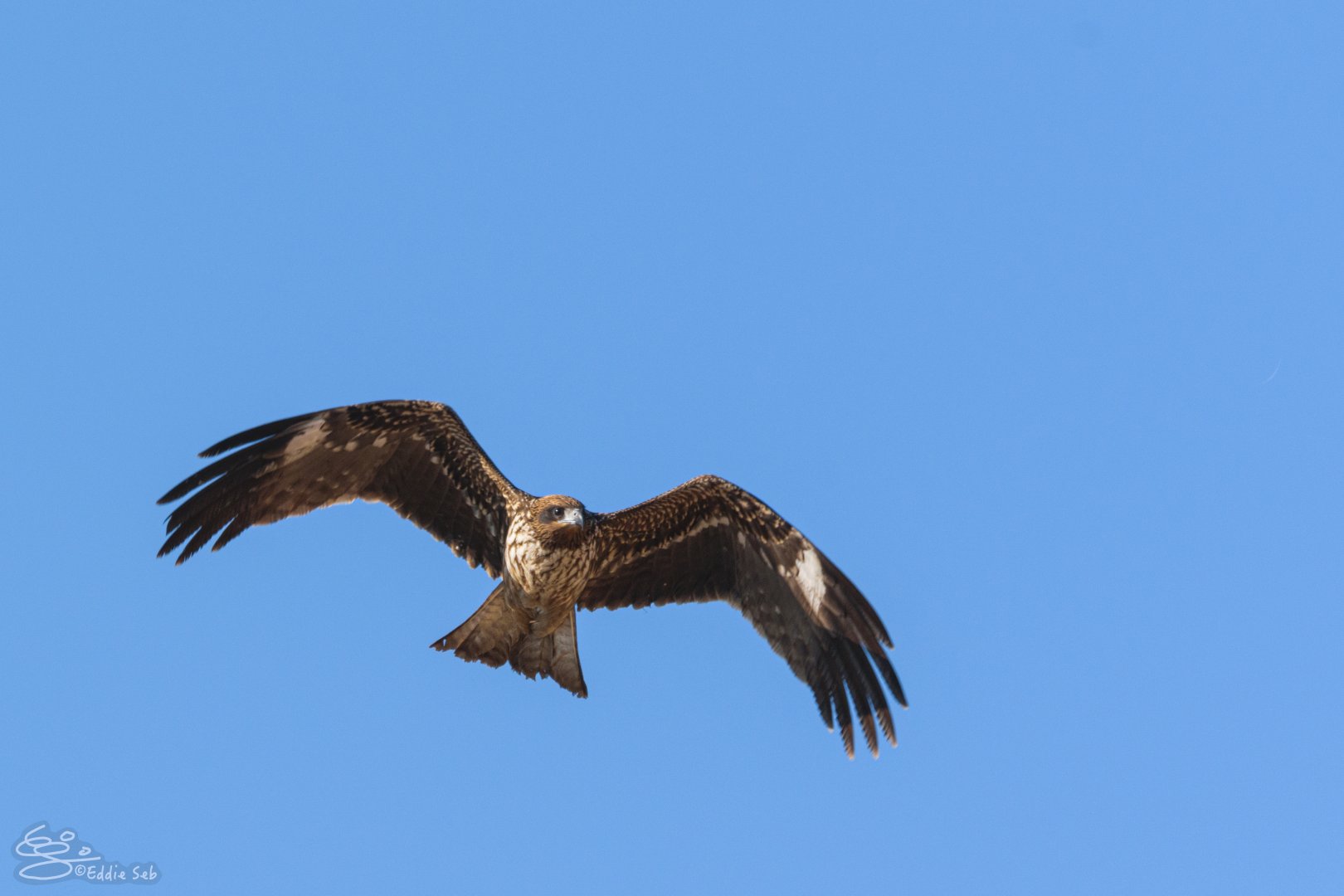 Black Kite - Kasai Rinkai Seasie Park