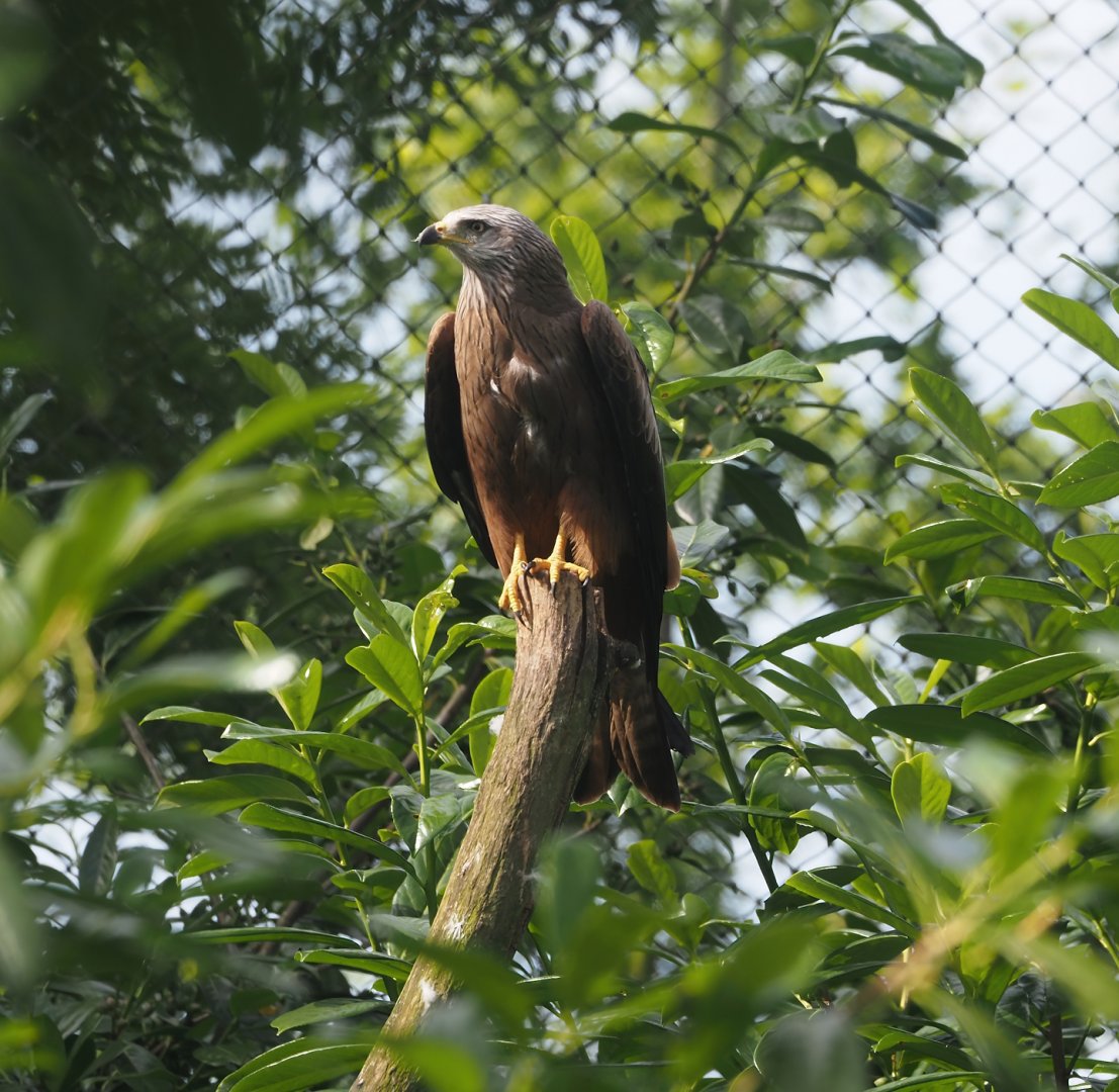 Black kite (Milvus migrans), 2024-06-30