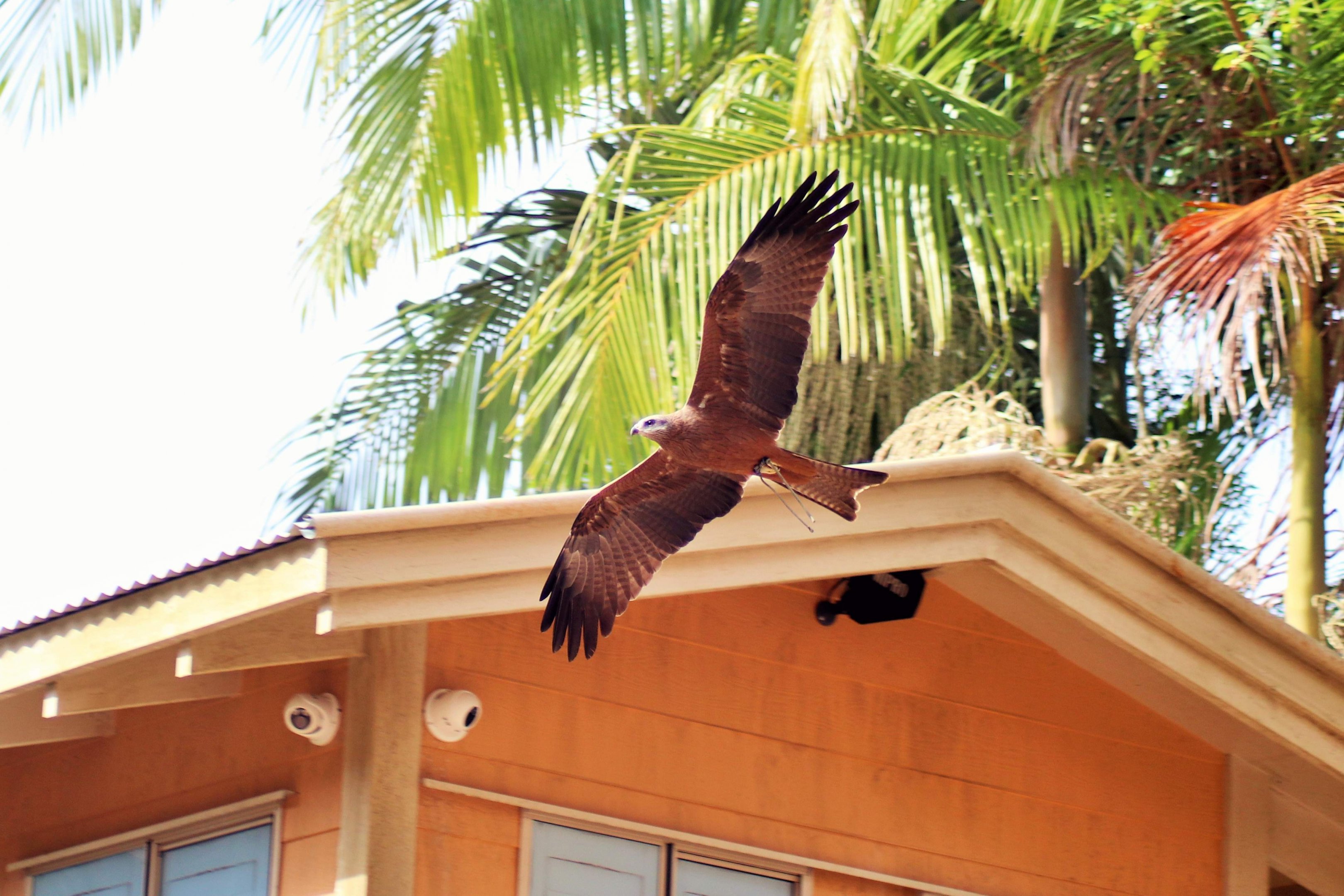 Black Kite (Milvus migrans affinis)