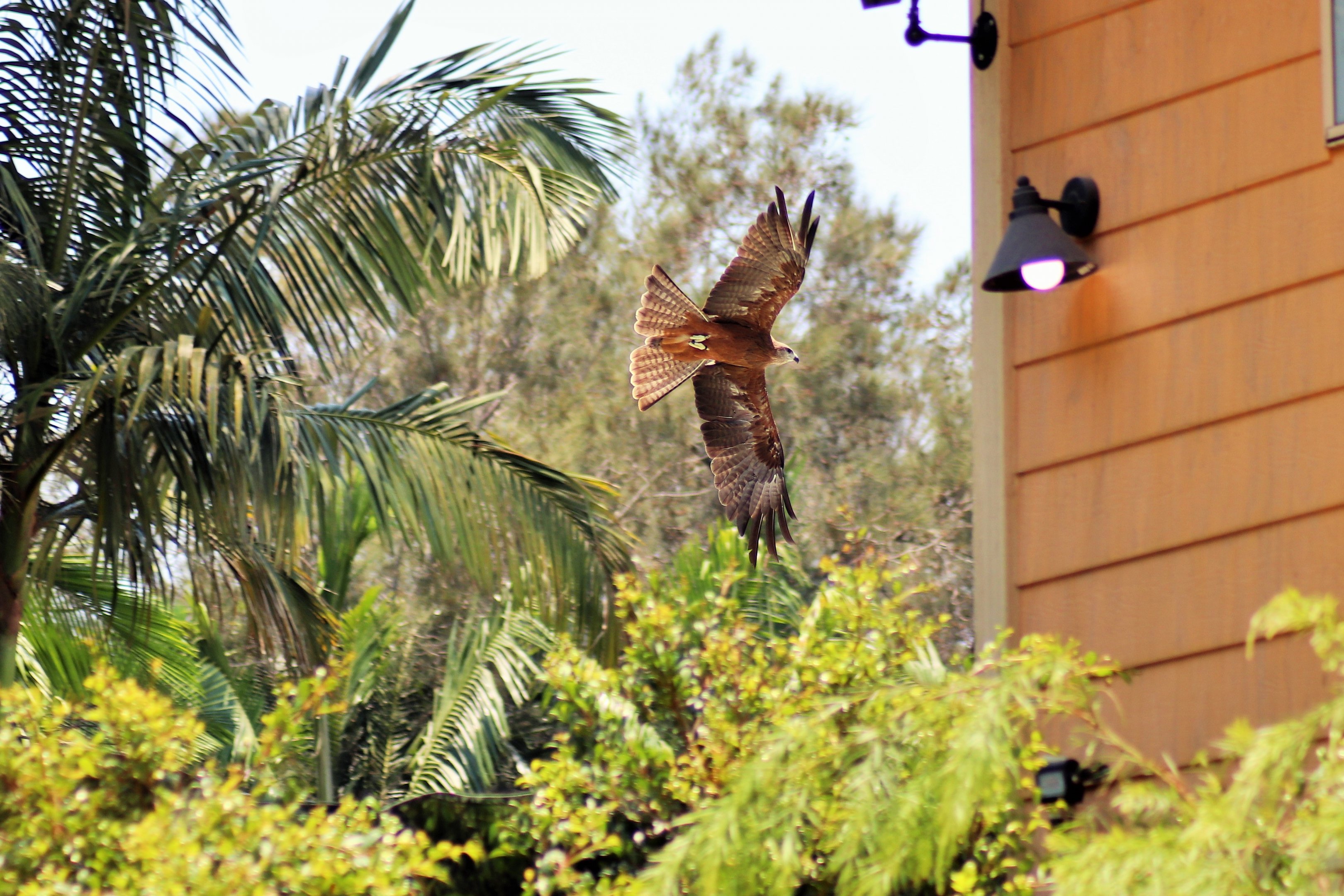 Black Kite (Milvus migrans affinis)
